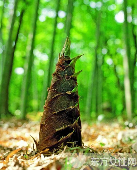 竹筍怎么剝皮 竹筍不能和什么一起吃