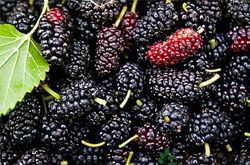 桑葚的作用有哪些 6種功效大盤點(diǎn)