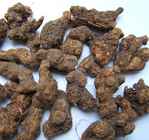 蒼術(shù)的作用與功效及食用方法