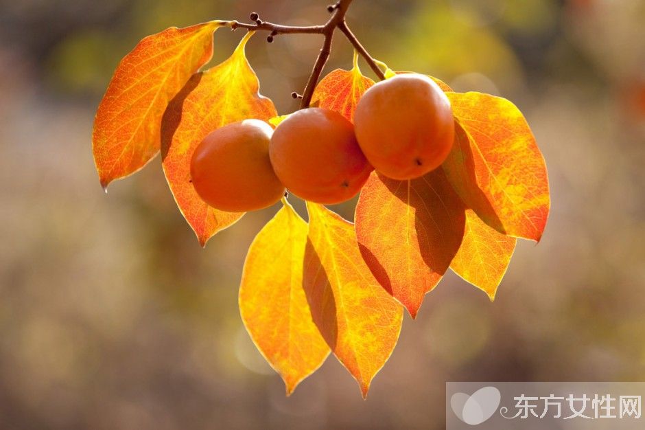 吃柿子的禁忌有哪些 柿子相克食物大盤點(diǎn)