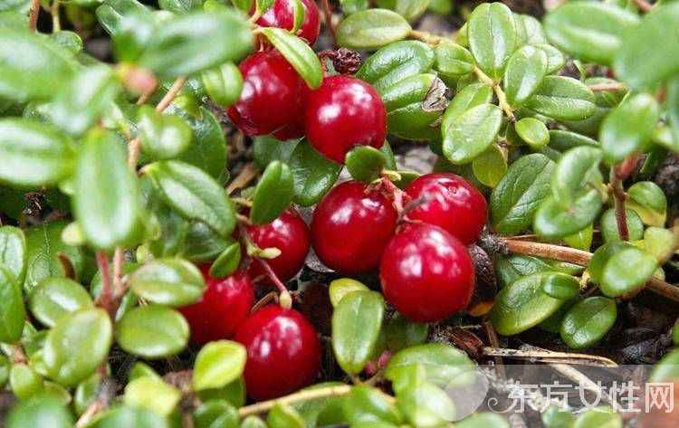 小紅莓是什么？蔓越莓的五大功效