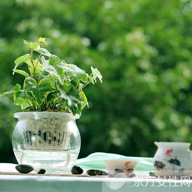 長青藤的養(yǎng)殖方法介紹 常青藤怎么繁殖