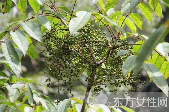 有毒植物有哪些 絕對不能碰的有毒植物