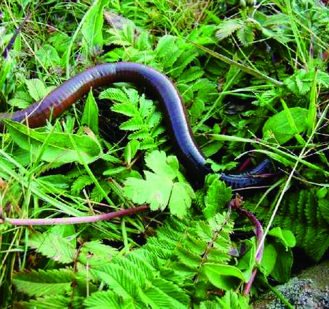 地龍的功效與作用及用藥禁忌