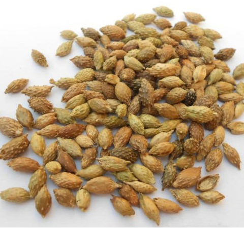 蒼耳子的功效與作用 揭蒼耳子的禁忌