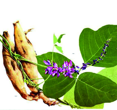 葛根能解酒嗎?葛根解酒五大方法