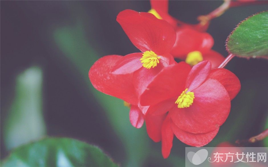 四季秋海棠怎么養(yǎng) 四季秋海棠養(yǎng)殖注意事項揭秘