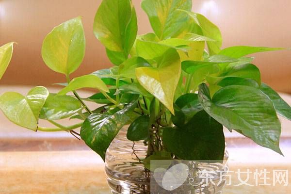 綠蘿的養(yǎng)殖方法和注意事項 教你綠蘿繁殖步驟