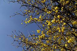 臘梅花怎么養(yǎng) 2要點(diǎn)教你如何病蟲(chóng)防治