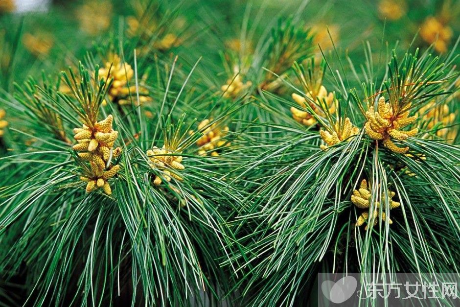 松花粉的副作用有哪些 大量食用會導(dǎo)致呼吸困難