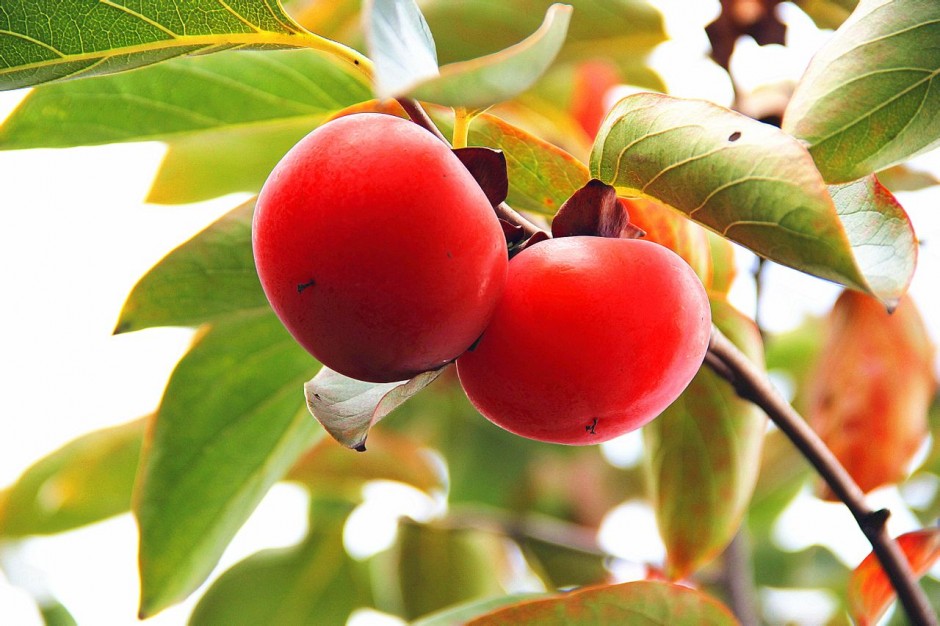 柿子的熱量高嗎 吃柿子的4大注意事項(xiàng)需警惕