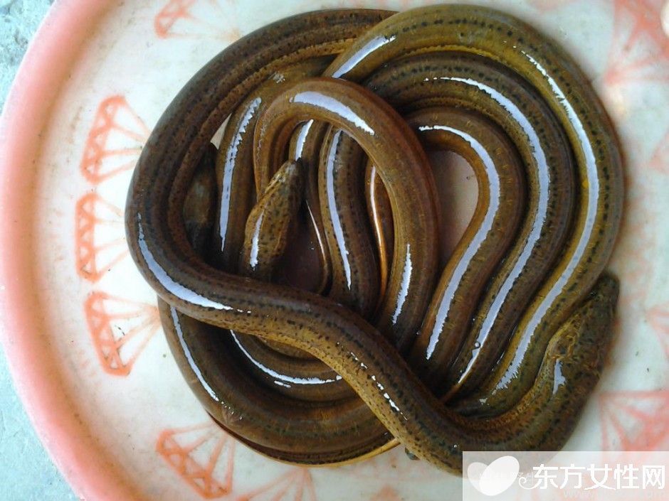 黃鱔怎么做好吃 黃鱔的營養(yǎng)價值