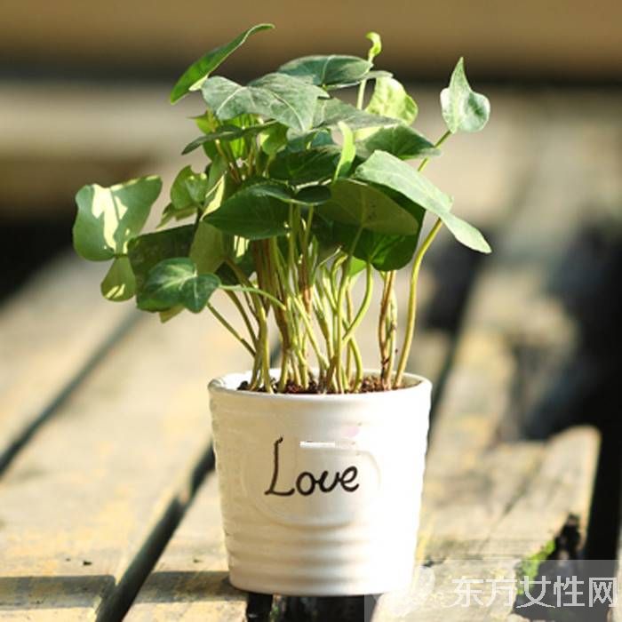 長青藤的養(yǎng)殖方法介紹 常青藤怎么繁殖