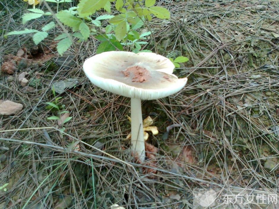 野生蘑菇的營養(yǎng)價值 野生蘑菇的六大做法