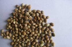 火麻仁的功效與作用及禁忌