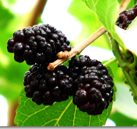 桑葚的作用有哪些 6種功效大盤點(diǎn)