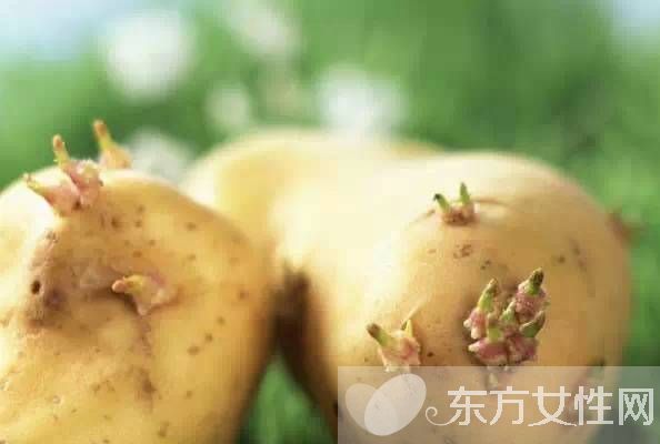 發(fā)芽的土豆能不能吃 如何預防土豆發(fā)芽