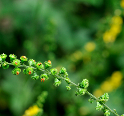 仙鶴草的功效與作用及禁忌