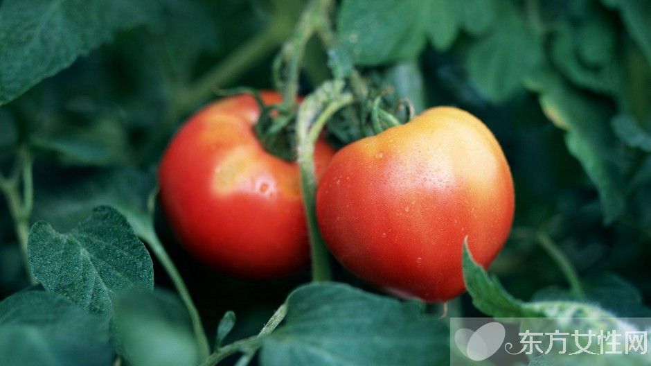 西紅柿的營(yíng)養(yǎng)成分解析 西紅柿的吃法有哪些