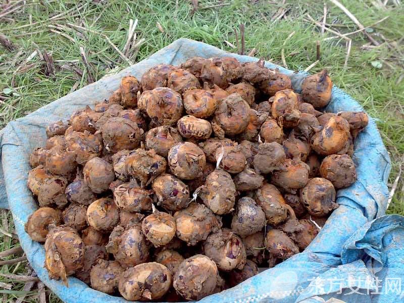 馬蹄的做法有哪些 如何挑選馬蹄