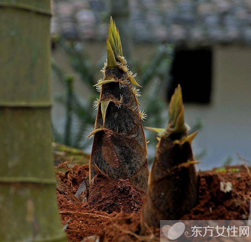 竹筍的營(yíng)養(yǎng)價(jià)值 竹筍怎么做好吃