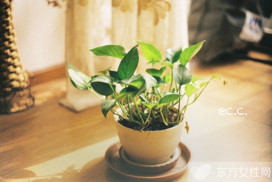 綠蘿的養(yǎng)殖方法和注意事項 教你綠蘿繁殖步驟