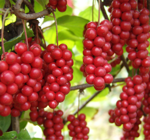 五味子的功效與作用 五味子該怎么吃