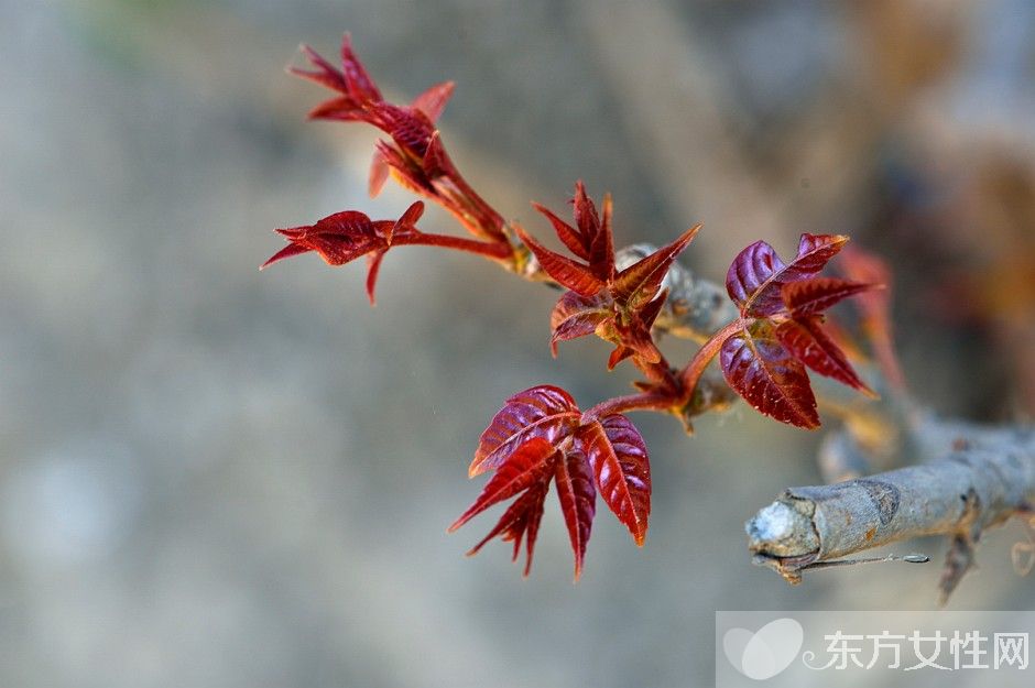 香椿的營養(yǎng)價值及做法大全 孕婦能吃香椿嗎
