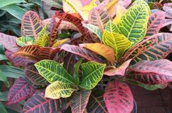 有毒植物有哪些 絕對不能碰的有毒植物