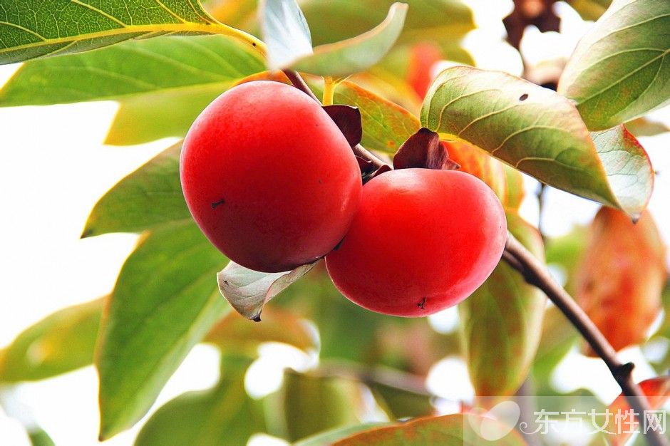 吃柿子的禁忌有哪些 柿子相克食物大盤點(diǎn)