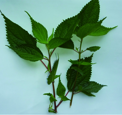 溪黃草的副作用是什么 怎么避免