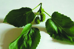 降血糖血脂 桑葉的藥用價(jià)值及副作用講解