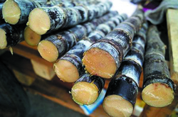 甘蔗上火嗎 帶你了解甘蔗的營(yíng)養(yǎng)價(jià)值