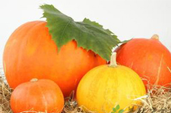 揭南瓜的營養(yǎng)價值 南瓜千萬不能這么吃