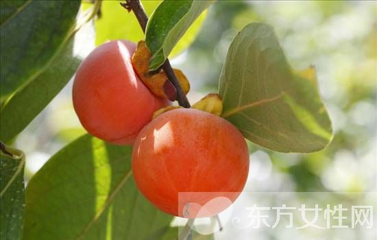 吃柿子的禁忌有哪些 柿子相克食物大盤點(diǎn)