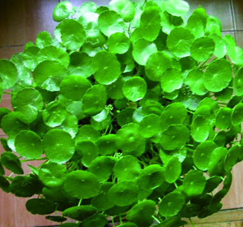 脾胃徐者慎用 細(xì)說金錢草的副作用