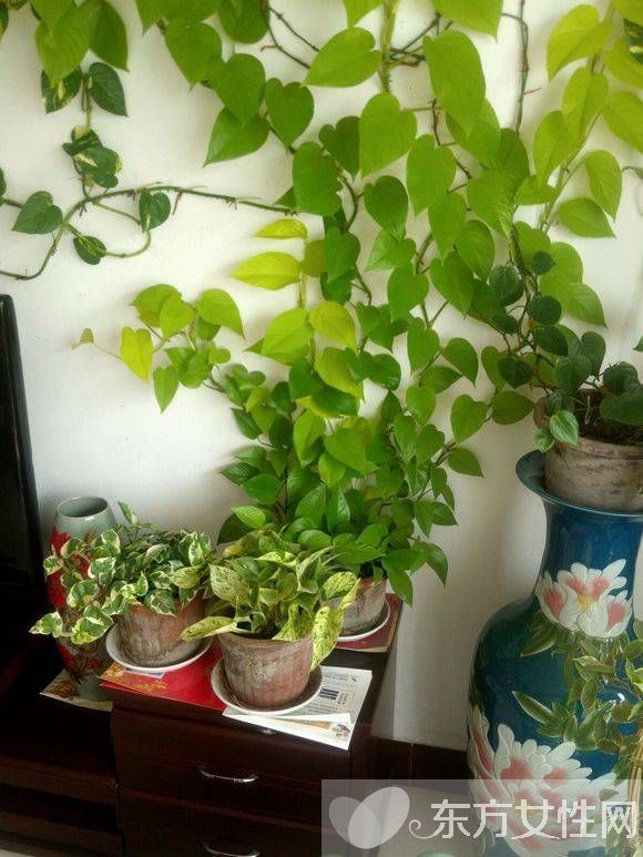 綠蘿的養(yǎng)殖方法和注意事項 教你綠蘿繁殖步驟