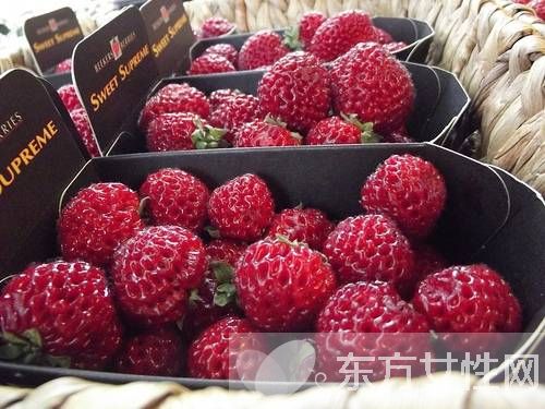 小紅莓是什么？蔓越莓的五大功效