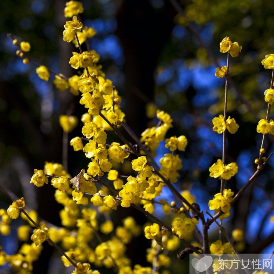 臘梅花怎么養(yǎng) 2要點教你如何病蟲防治