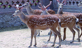 梅花鹿之鹿血的功效及其作用