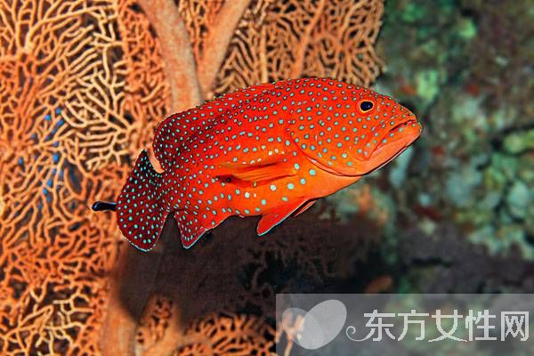 石斑魚的營(yíng)養(yǎng)價(jià)值有哪些  揭秘石斑魚的功效與作用