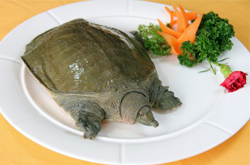 揭甲魚的營養(yǎng)價(jià)值 最佳滋補(bǔ)佳品