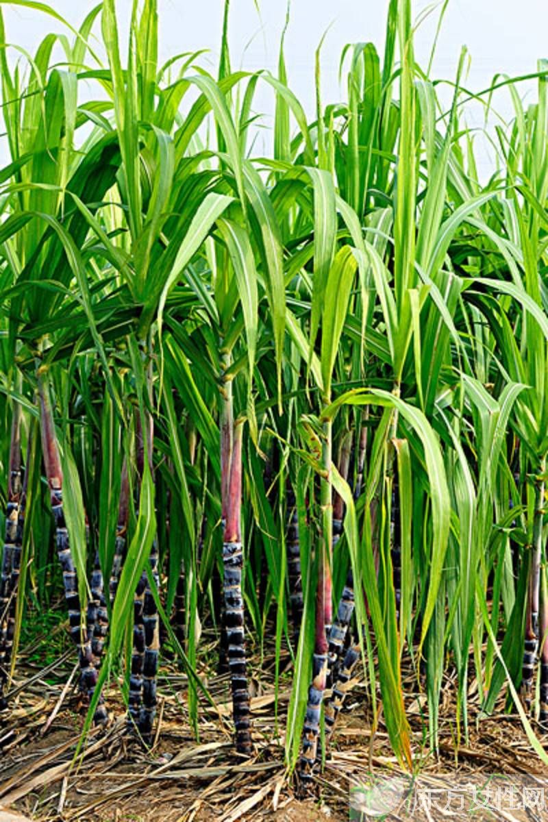 快速解酒的方法有哪些 酒后飲食對解酒的影響