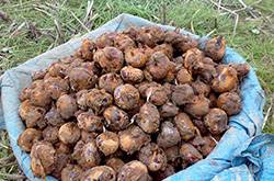 馬蹄的做法有哪些 如何挑選馬蹄