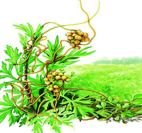 菟絲子的功效與作用及食用方法