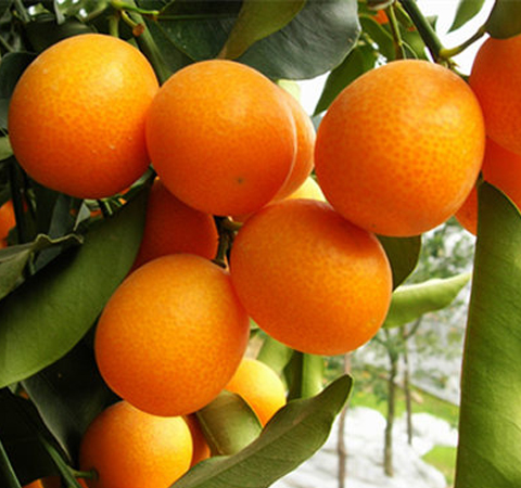 預(yù)防慢性疾病全靠它 揭金桔的功效與作用