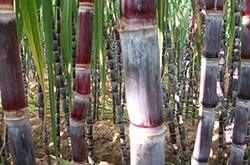 快速解酒的方法有哪些 酒后飲食對解酒的影響