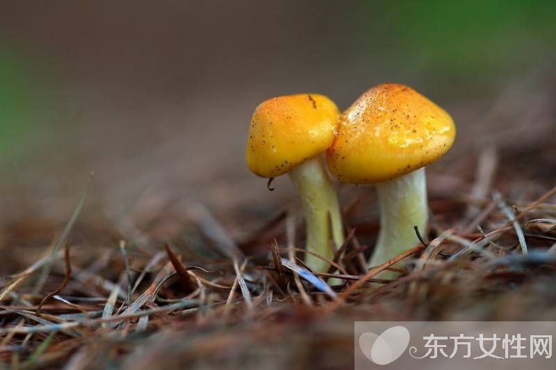 野生蘑菇的營養(yǎng)價值 野生蘑菇的六大做法