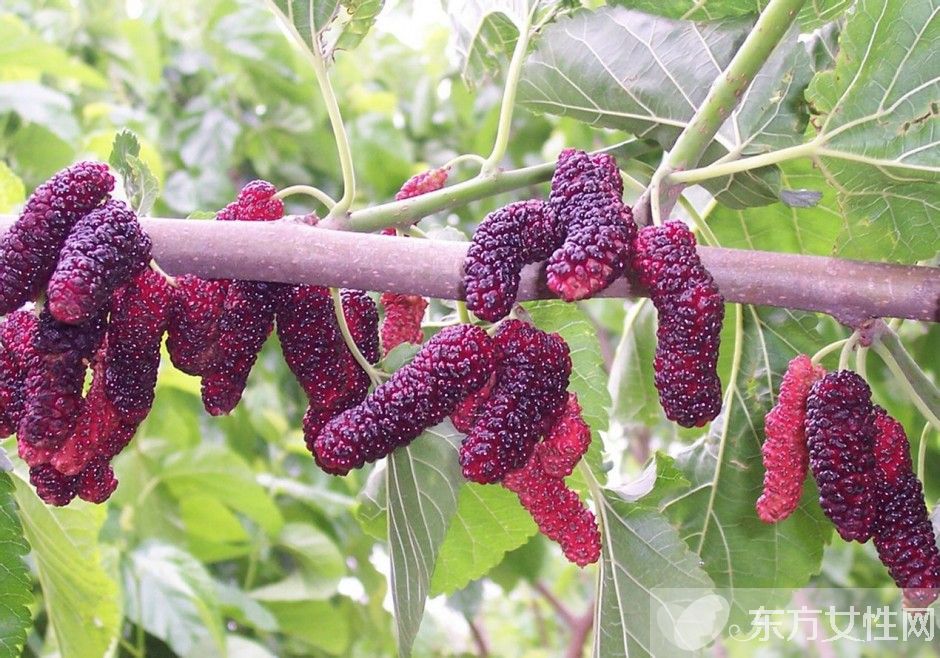 桑葚怎么洗 桑葚的功效與作用有哪些