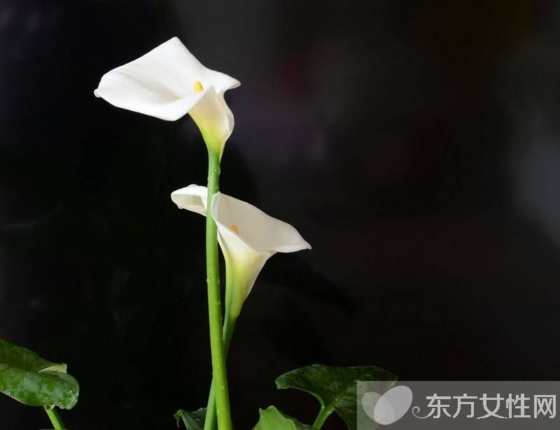 馬蹄蓮有毒嗎 馬蹄蓮能放在臥室養(yǎng)嗎